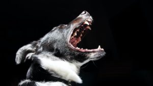 Dog Bite Attorney Evansville